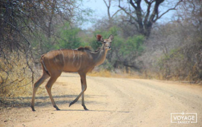 nyala réserve mahengo lors d'un safari en famille au botswana